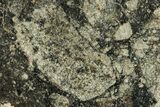 Polished Eucrite Meteorite ( g) Slice - Africa #247014-1